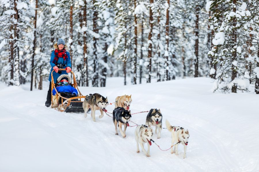 image shows a dogsled team and musher 