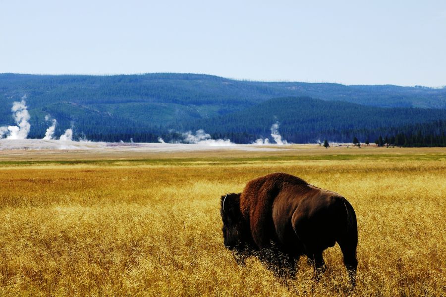 image shows a bison grazing in tall grasses with hotspring steam in the distance