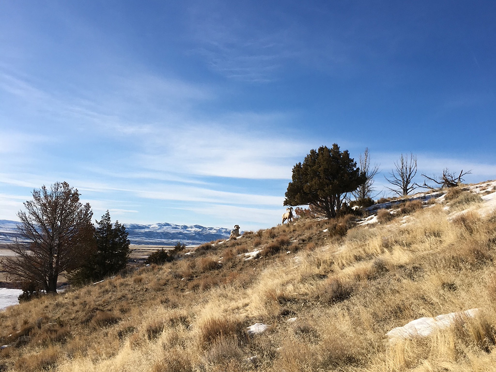 image shows big horn sheep hiking up the ridge line