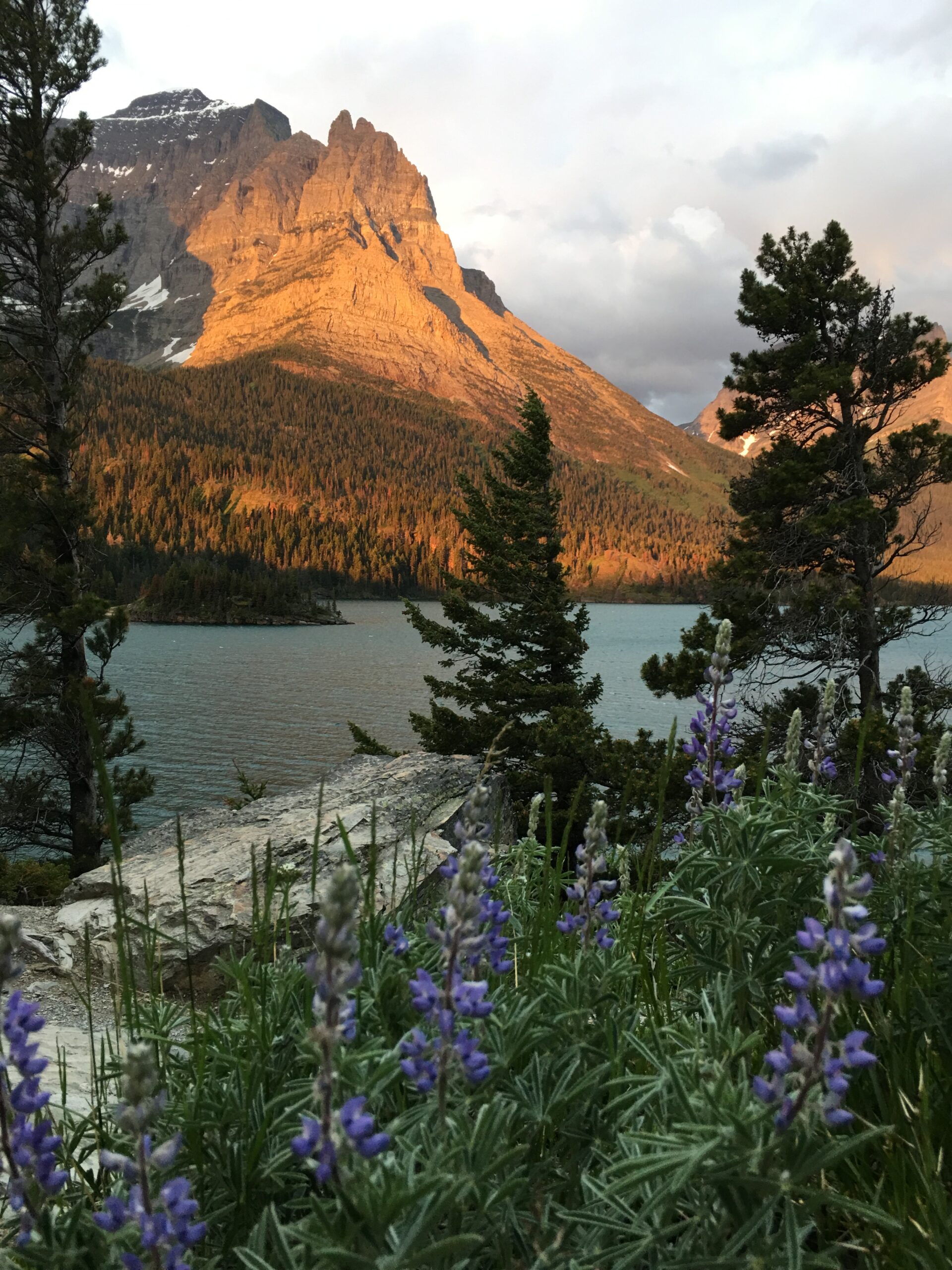 image shows a glowing mountain at a lake with flowers and foliage in the foreground
